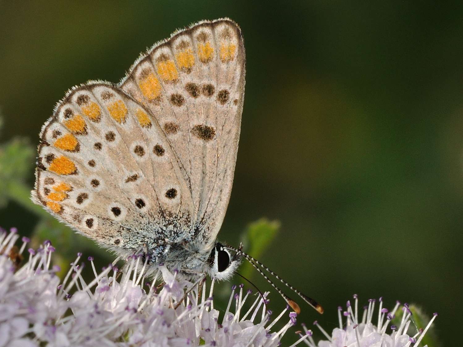 Lycaenidae - Aricia sp. ?